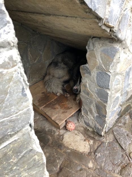 Nu a stat niciodata in acest cotet... - MARA DE CROITORU