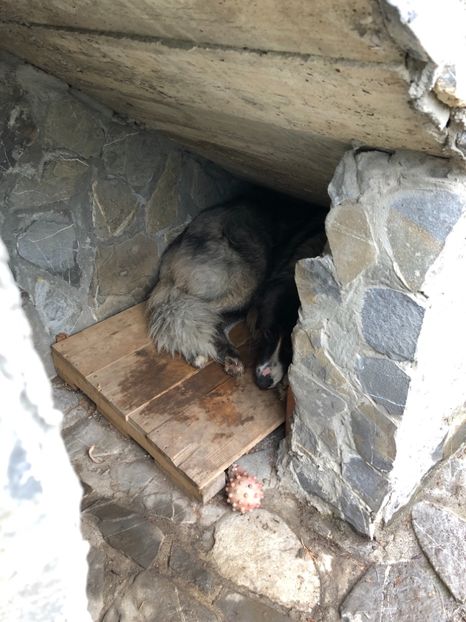 .. pana vineri, 19.04.2019 - MARA DE CROITORU