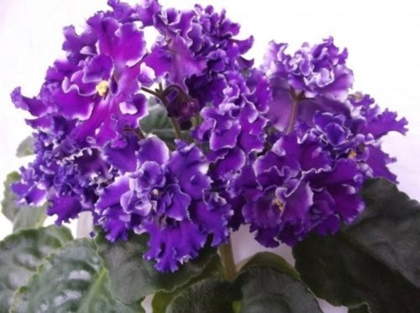 RS Secret Sign - gasit pui - Caut - Cumpar 2019