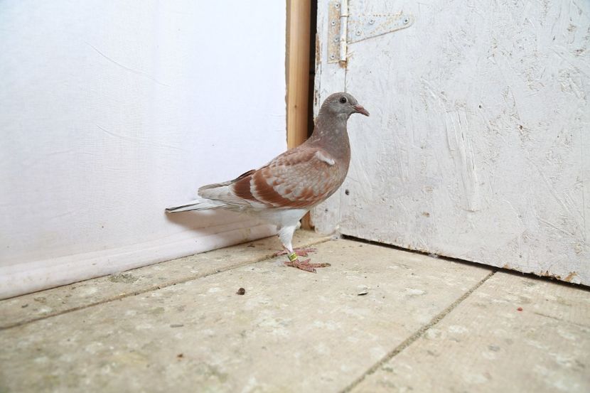 153A6768 - PUI DE VANZARE