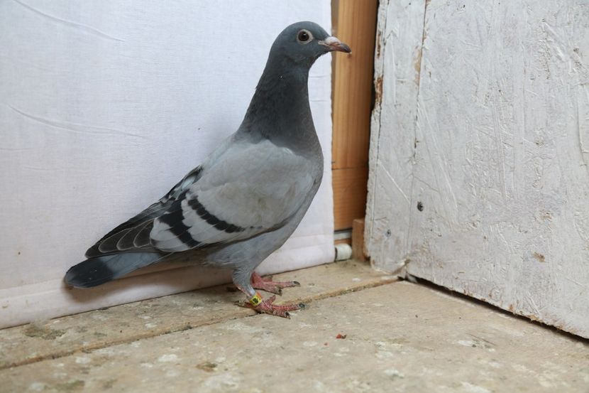 153A6806 - PUI DE VANZARE