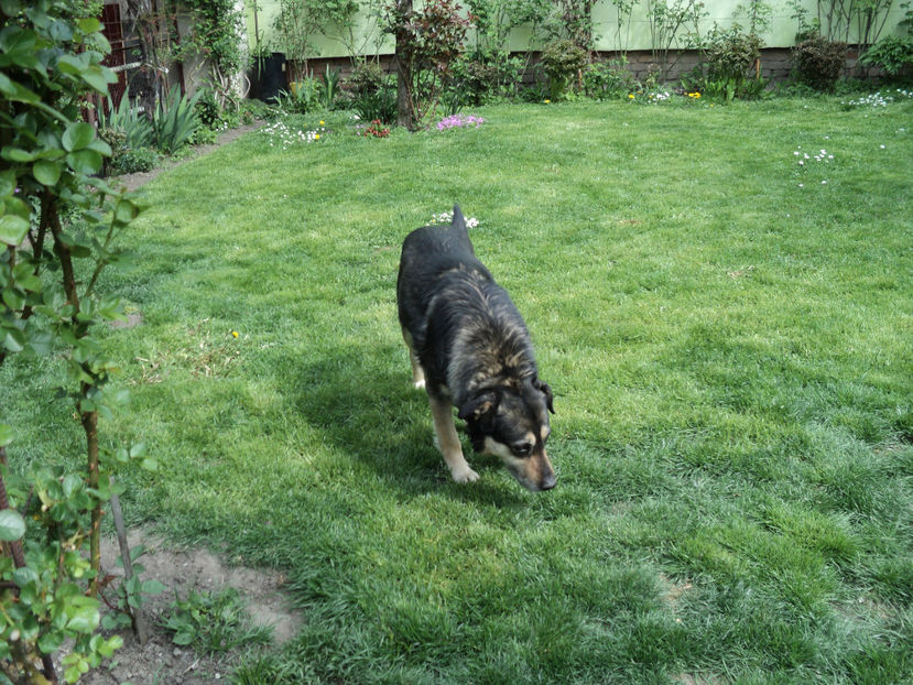 21 apr.2019 , ce bine ca ai tuns gazonul... - Lassie