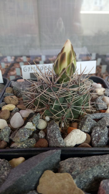 22.04.2019 - Gymnocalycium gibbosum ssp ferox