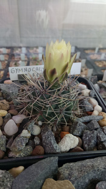 22.04.2019 - Gymnocalycium gibbosum ssp ferox