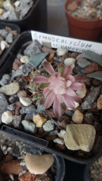 22.04.2019 - Gymnocalycium mihanovichii