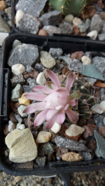 22.04.2019 - Gymnocalycium mihanovichii