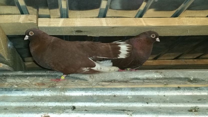  - Visinii cu chenare