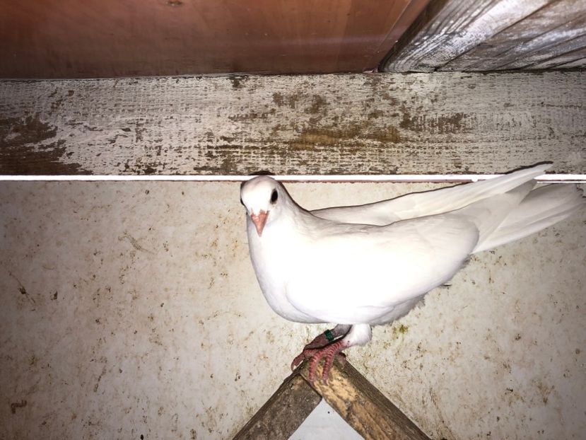 6808  femelă  2019 - Plecați ALBUM 2