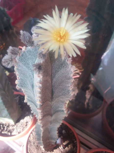 19.08.2016 - Astrophytum myriostigma