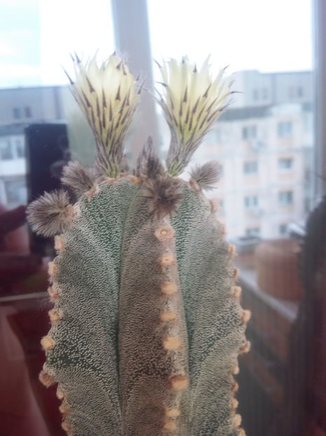 22.07.2016 - Astrophytum myriostigma