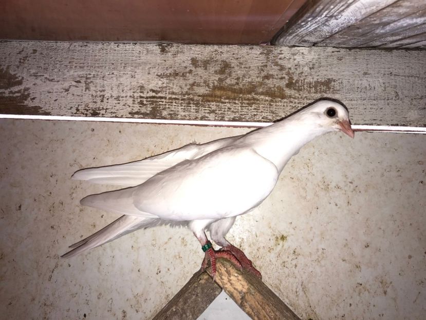 6850  mascul  2019 - Plecați ALBUM 2