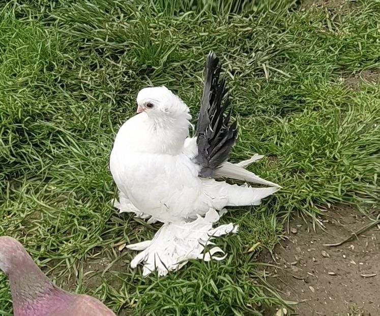  - Omsk si novocerkaski 2019