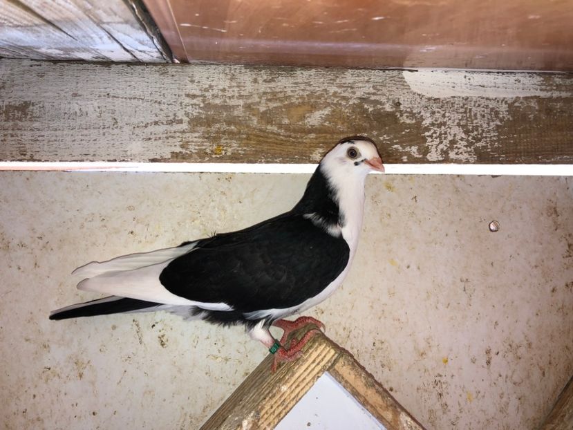 6805  mascul  2019 - Plecați ALBUM 2