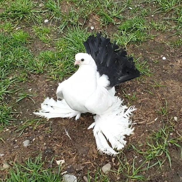  - Omsk si Nordcaucazieni 2019