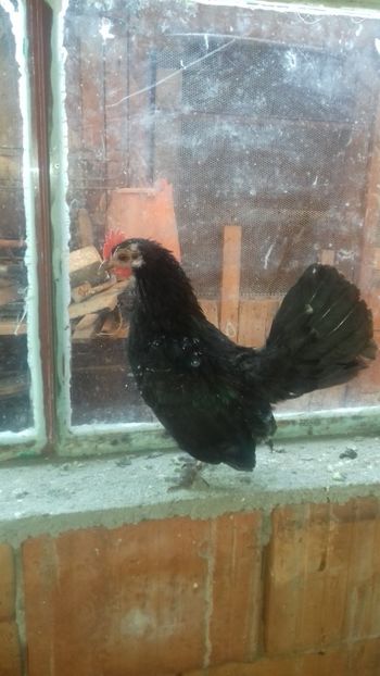  - 1 Toate Gaini pitice pe care le-am avut