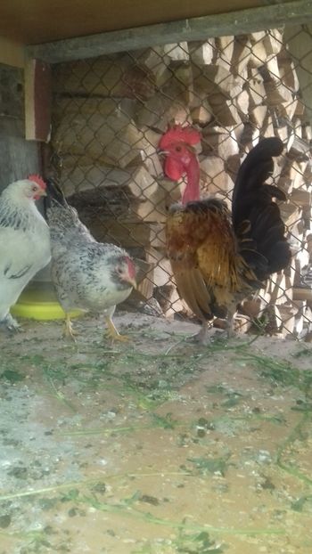  - 1 Toate Gaini pitice pe care le-am avut