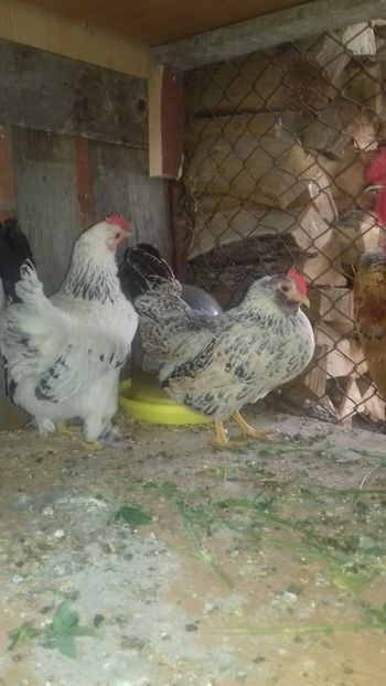  - 1 Toate Gaini pitice pe care le-am avut