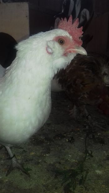  - 1 Toate Gaini pitice pe care le-am avut