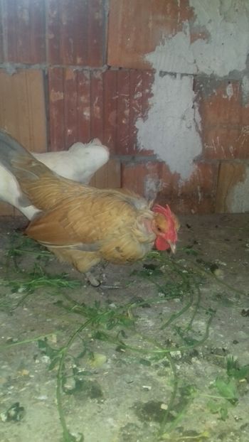  - 1 Toate Gaini pitice pe care le-am avut