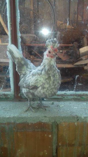  - 1 Toate Gaini pitice pe care le-am avut