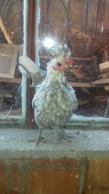  - 1 Toate Gaini pitice pe care le-am avut