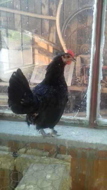  - 1 Toate Gaini pitice pe care le-am avut