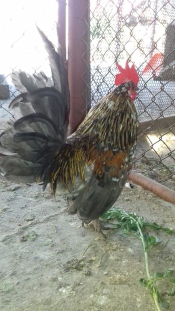  - 1 Toate Gaini pitice pe care le-am avut