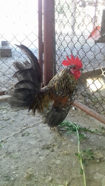  - 1 Toate Gaini pitice pe care le-am avut