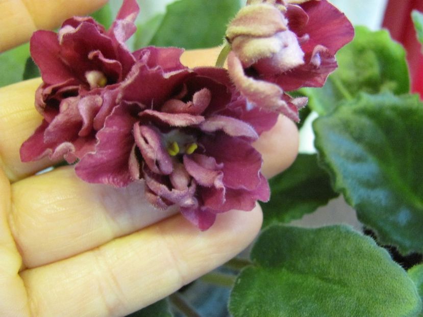  - ZZZZEK Sady Semiramidy