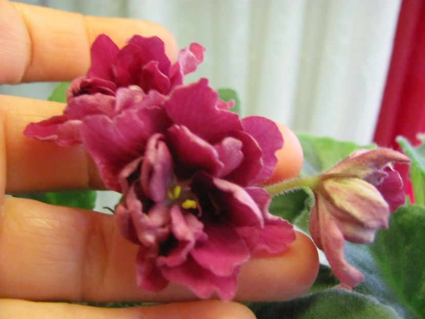  - ZZZZEK Sady Semiramidy