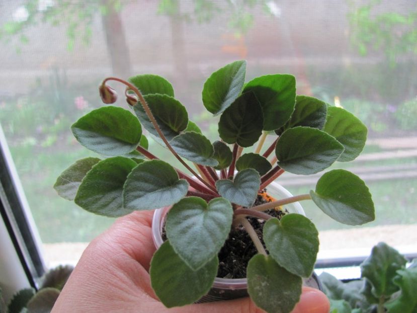  - ZZZFrosted Fantasy