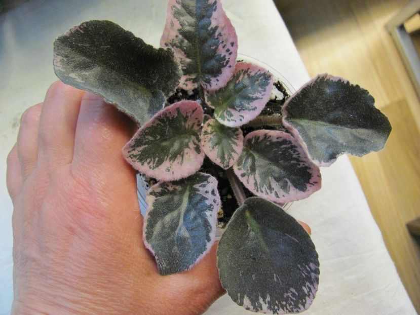  - ZZZZBuckeye Fiesta