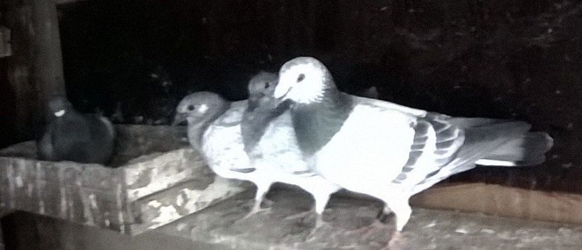Familia, M- NL 2016, F- RO 2018 și puii 2019 03-04. - Porumbei mei Voiajori si Zburatori de Severin