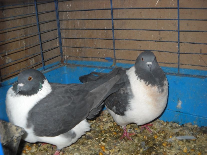  - UNDEVA IN SUCEAVA arhiva