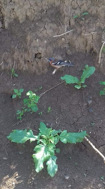 received_1696827427098629 - Ex4 La bunici în vacanță