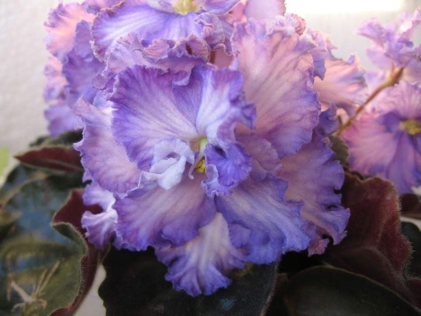 Stormy Wather poza net - ZZ Stormy Wather