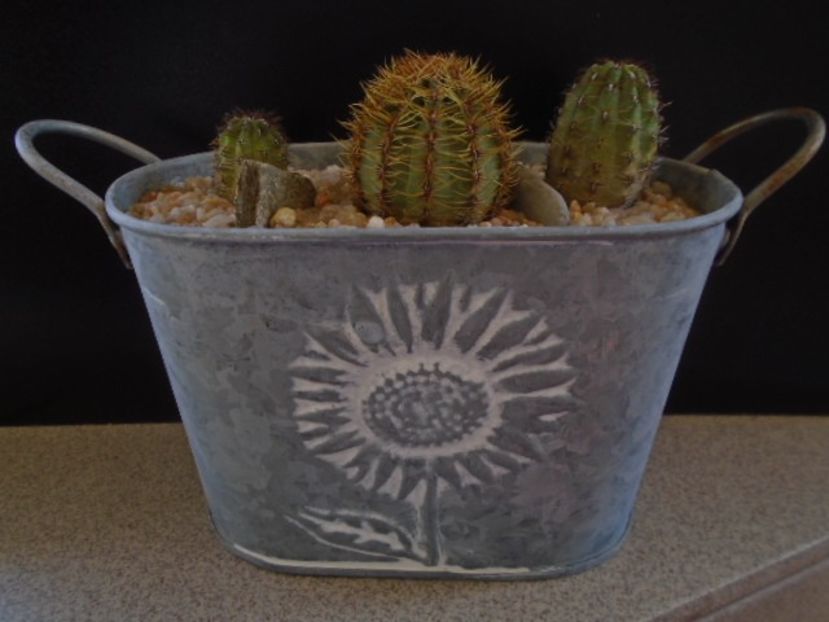 Grup de 3 Oroya - Cactusi 2019