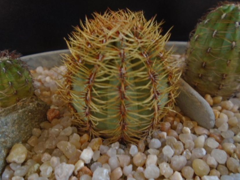 Oroya peruviana - Cactusi 2019