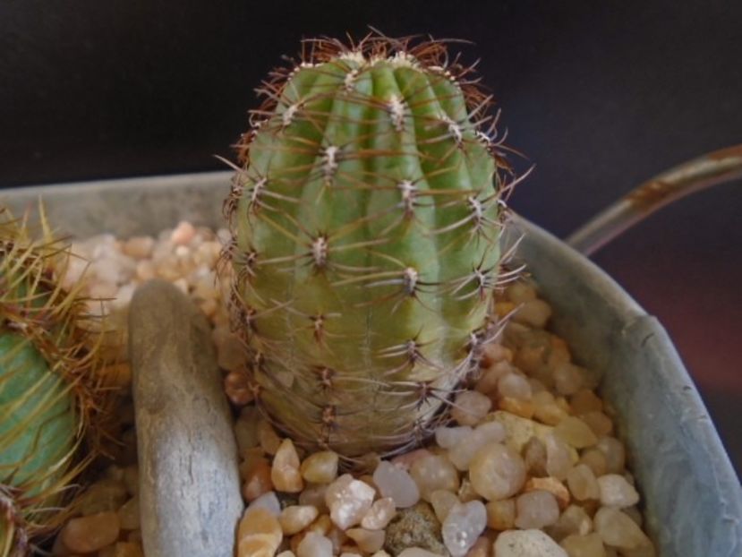 Oroya peruviana v. gibbosa, KK 2156 Ayacucho, Peru - Cactusi 2019