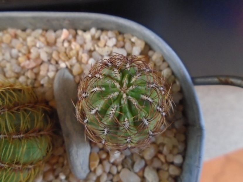 Oroya peruviana v. gibbosa, KK 2156 Ayacucho, Peru - Cactusi 2019