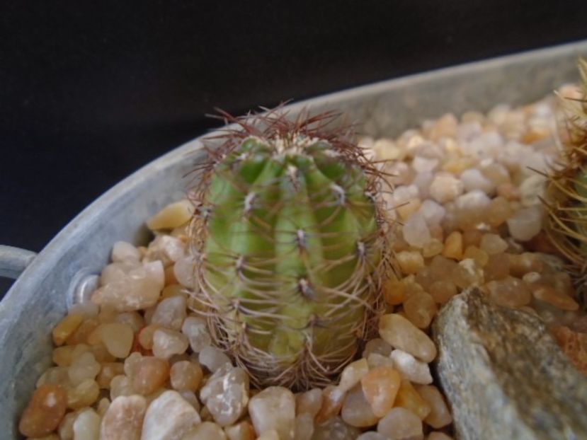 Oroya peruviana v. minima, KK 374 Huancayo, Peru - Cactusi 2019