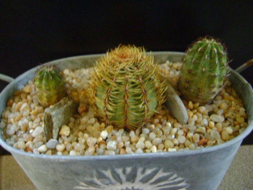 Grup de 3 Oroya - Cactusi 2019