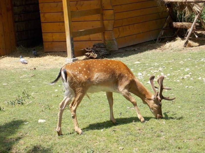  - Gradina zoologica Oradea