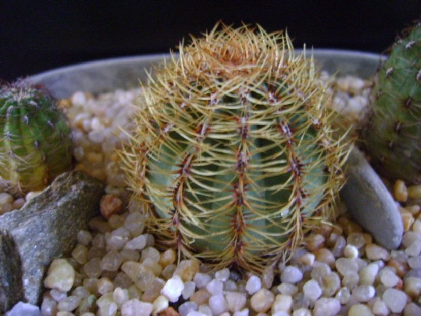 Oroya peruviana - Cactusi 2019