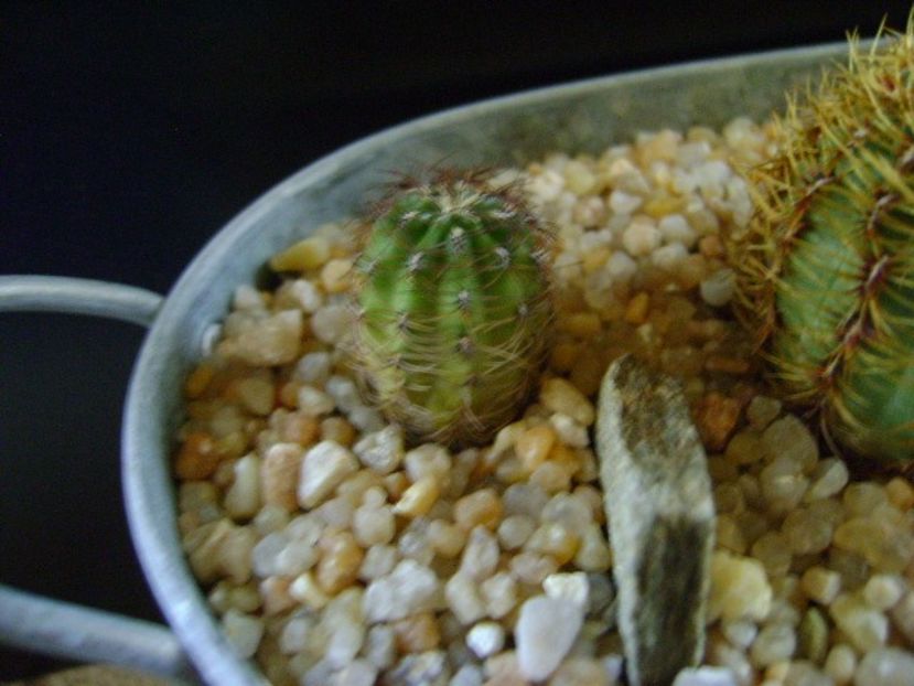 Oroya peruviana v. minima, KK 374 Huancayo, Peru - Cactusi 2019