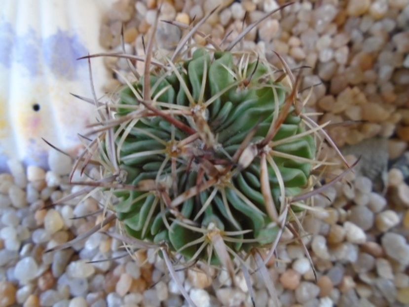 Echinofossulocactus phyllacanthus v. violaciflorus - Cactusi 2019
