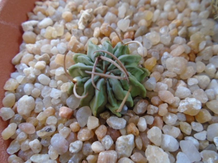 Echinofossulocactus coptonogonus - Cactusi 2019