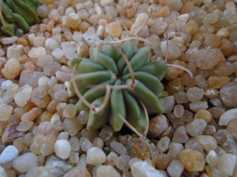 Echinofossulocactus coptonogonus - Cactusi 2019