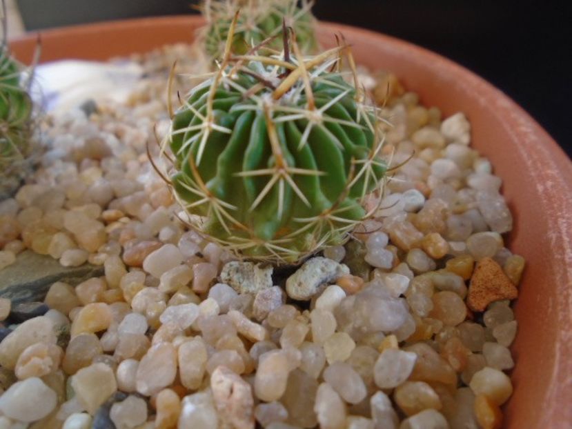Echinofossulocactus lexarzai - Cactusi 2019
