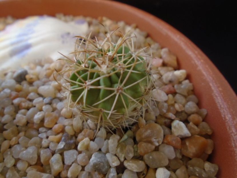 Echinofossulocactus hb. coptonogonus X albatus - Cactusi 2019